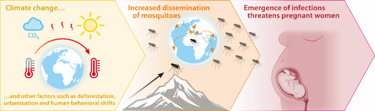Mothers and mosquitoes: climate change contributes to the spread of vector-borne pathogens posing a substantial threat to pregnant women.