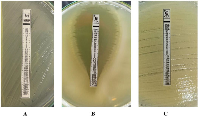 Evaluating the susceptibility to ceftazidime-avibactam in clinical isolates of <i>Klebsiella pneumoniae</i> and <i>Pseudomonas aeruginosa</i> recovered from an apex medical hospital in north India.