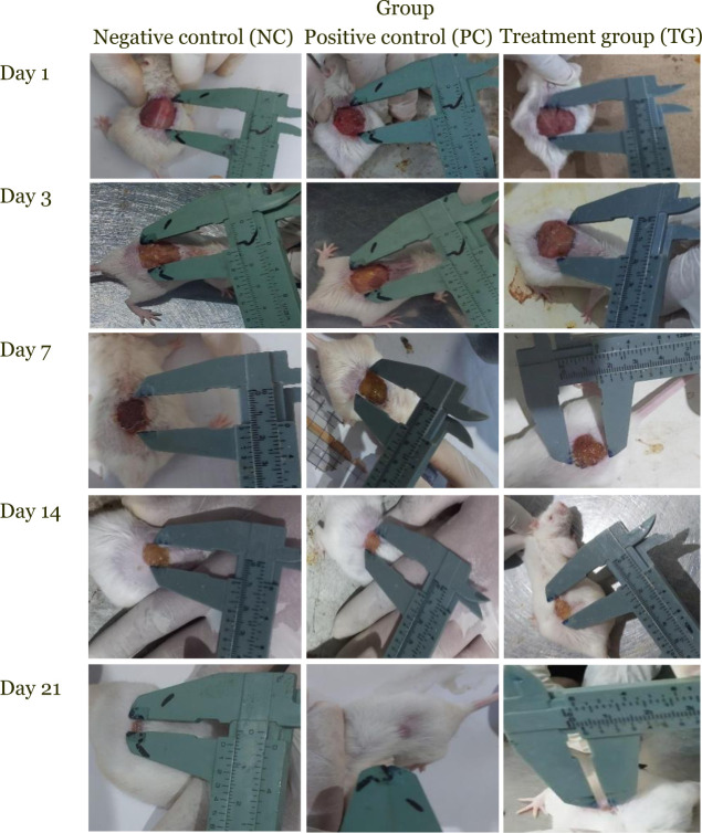 Effect of hemp seed oil on accelerating wound healing: Evaluation of wound size reduction, epithelialization, granulation tissue formation, and vascularization in murine models.