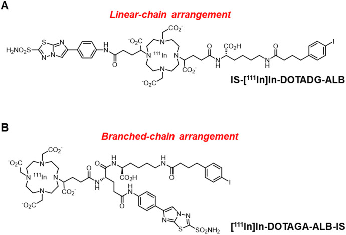 Comparison of carbonic anhydrase-IX-targeted trifunctional radioligands between linear- and branched-chain arrangements.