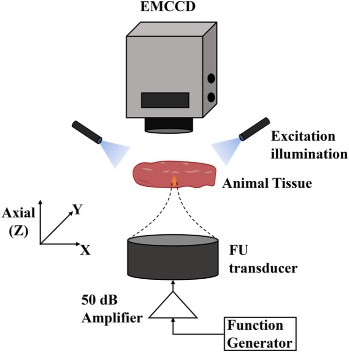 Experimental studies on squeezing interstitial fluid via transfer of ultrasound momentum (SIF-TUM) in <i>ex vivo</i> chicken and porcine tissues.