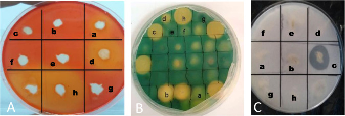 Combined inoculation of rhizobacteria with <i>Mesorhizobium</i> promotes growth, nutrient contents, and protects chickpea against <i>Fusarium redolens</i>.
