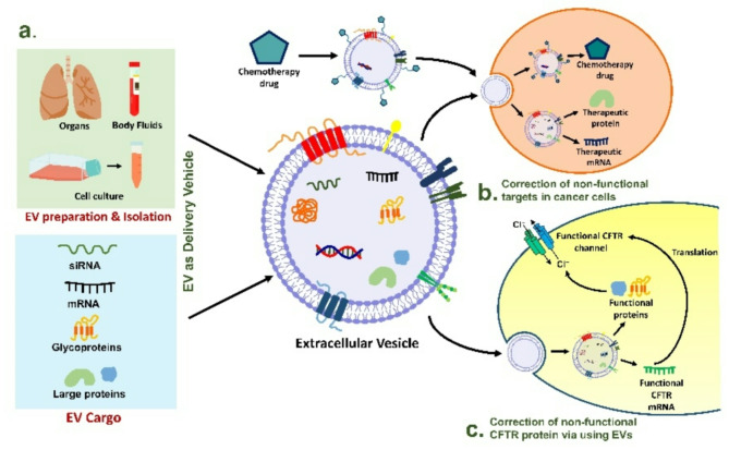 Decoding the role of extracellular vesicles in pathogenesis of cystic fibrosis.