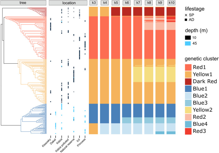 Depth-structured lineages in the coral Stylophora pistillata of the Northern Red Sea.