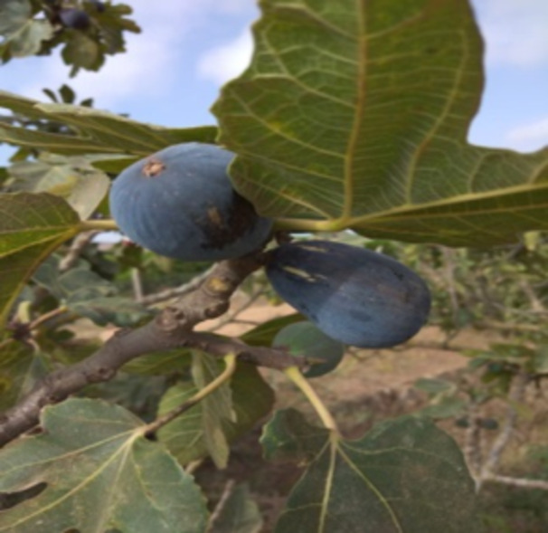 Nutritional value antioxidant strength and antimicrobial efficacy of fig pastes from eastern morocco.