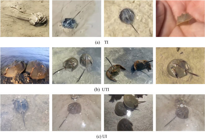 Wild horseshoe crab image denoising based on CNN-transformer architecture.