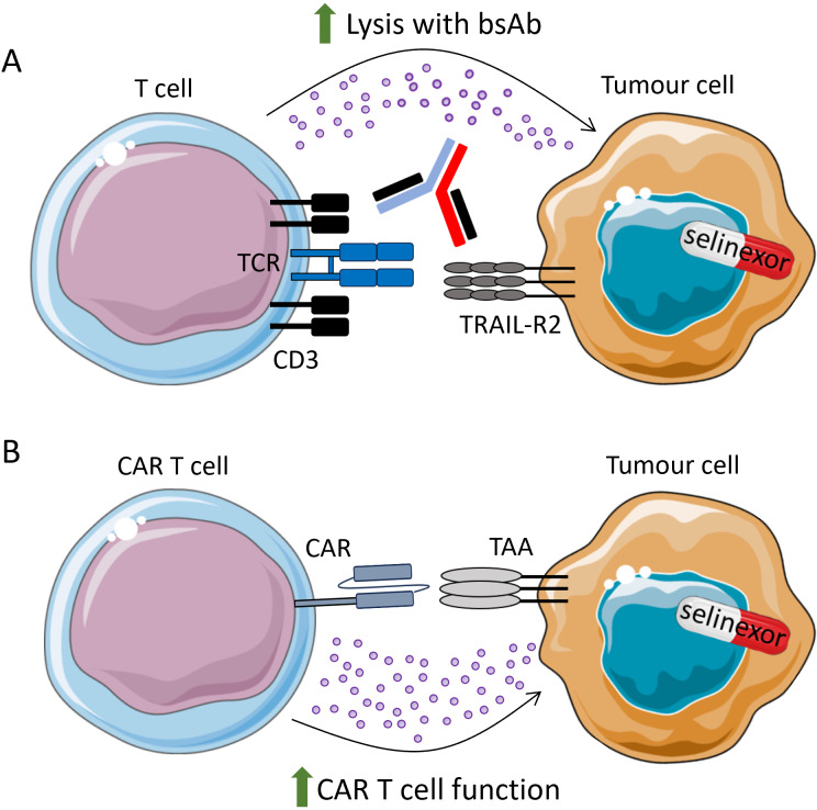 Modulation of anti-tumour immunity by XPO1 inhibitors.