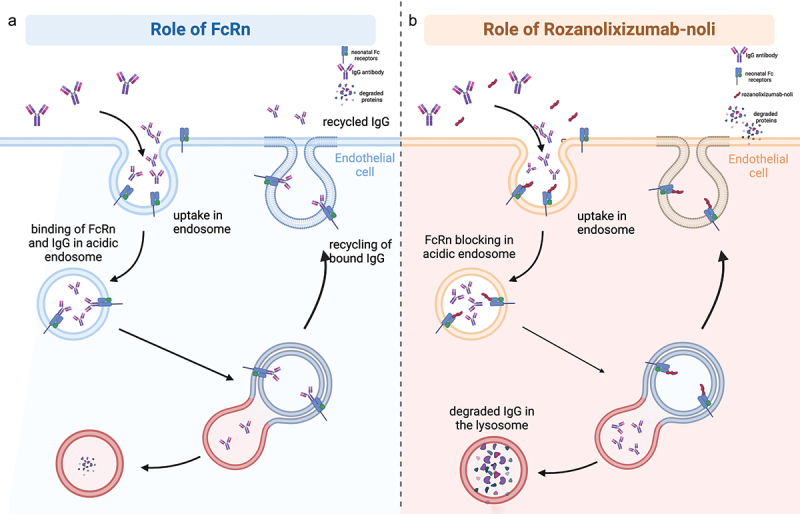 Rozanolixizumab for Myasthenia Gravis: a breakthrough treatment and future prospects.