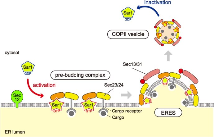 Various methods to detect small GTPase activation: from radioisotope-based methods to the Small GTPase ActIvitY ANalysing (SAIYAN) system.