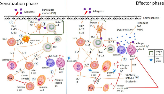 Inhalant Mediated Allergy: Immunobiology, Clinical Manifestations and Diagnosis.