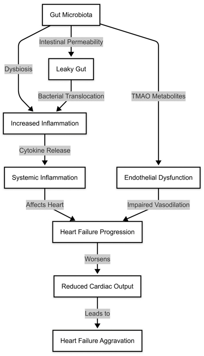 The Role of the Gut Microbiota in Heart Failure: Pathophysiological Insights and Future Perspectives.