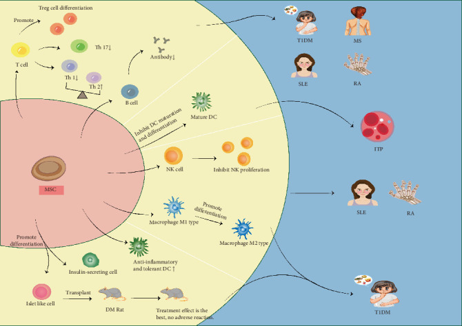 Unleashing the Potential: Exploring the Application and Mechanism of Mesenchymal Stem Cells in Autoimmune Diseases.