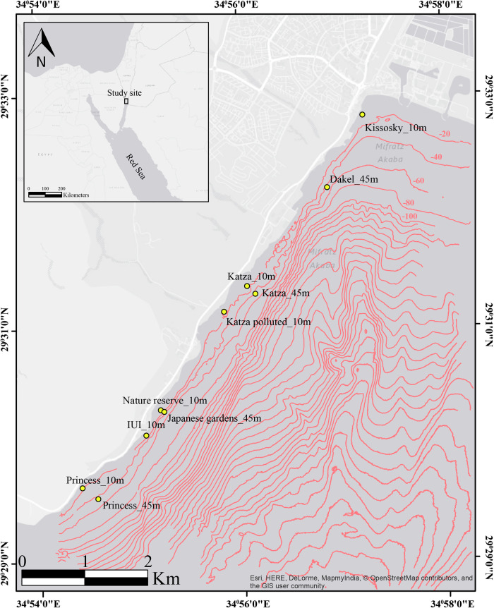 Depth-structured lineages in the coral Stylophora pistillata of the Northern Red Sea.