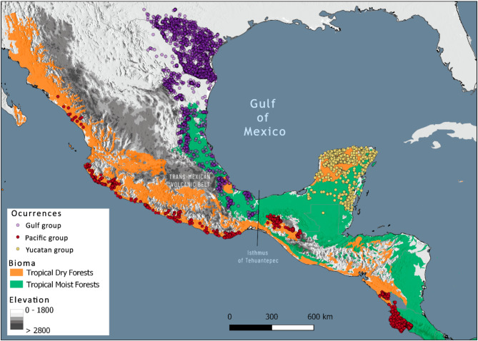 Understanding the role of ecological divergence in the evolution of isolated populations in the Arremonops rufivirgatus species complex across Mesoamerica.