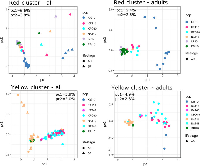 Depth-structured lineages in the coral Stylophora pistillata of the Northern Red Sea.
