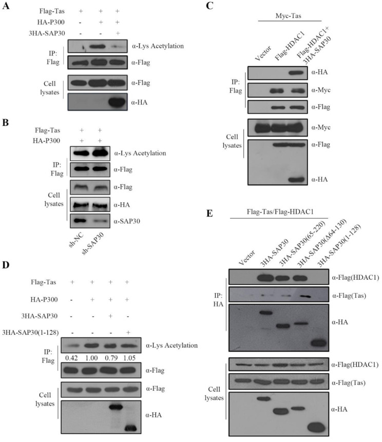 SAP30 deacetylates the Tas protein to inhibit PFV replication.