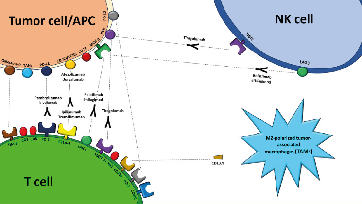 Immunotherapy in recurrent/metastatic head and neck squamous cell carcinoma: PD-L1 and beyond.