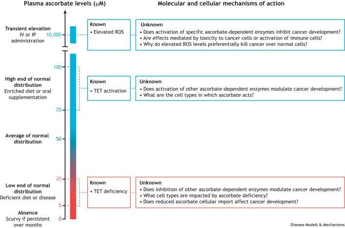 The physiological functions of ascorbate in the development of cancer.