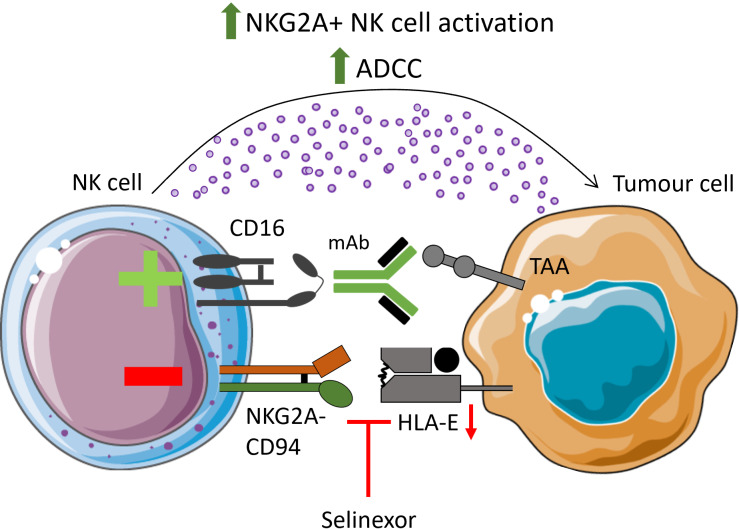 Modulation of anti-tumour immunity by XPO1 inhibitors.