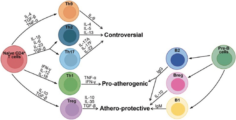 The Cardiovascular Safety of Tumour Necrosis Factor Inhibitors in Arthritic Conditions: A Structured Review with Recommendations.