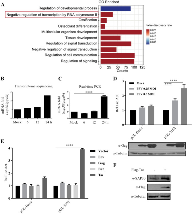 SAP30 deacetylates the Tas protein to inhibit PFV replication.