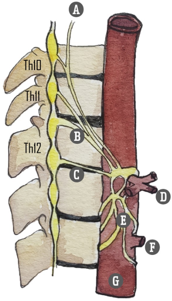 16. Pain in chronic pancreatitis.