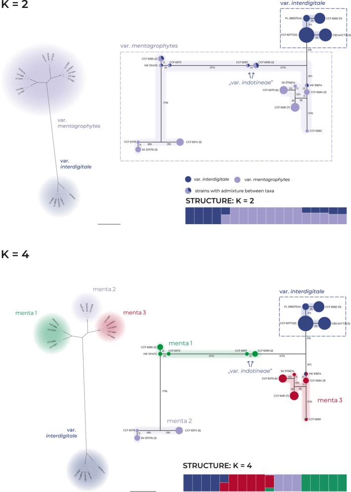 Resolving Phylogenetic Relationships Within the Trichophyton mentagrophytes Complex: A RADseq Genomic Approach Challenges Status of 'Terbinafine-Resistant' Trichophyton indotineae as Distinct Species.