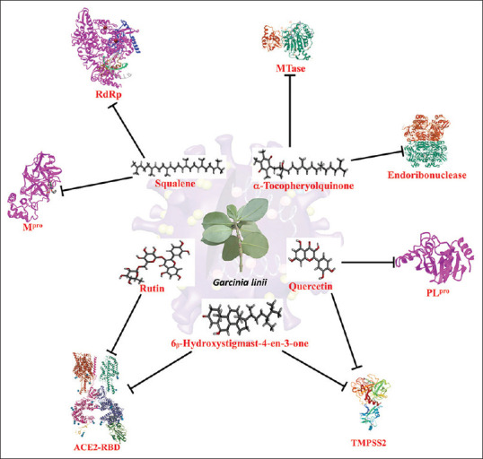 Multitarget-based <i>in silico</i> screening from phytoactive compounds of <i>Garcinia linii</i> fighting toward severe acute respiratory syndrome coronavirus-2.