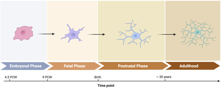 Primer on machine learning applications in brain immunology.