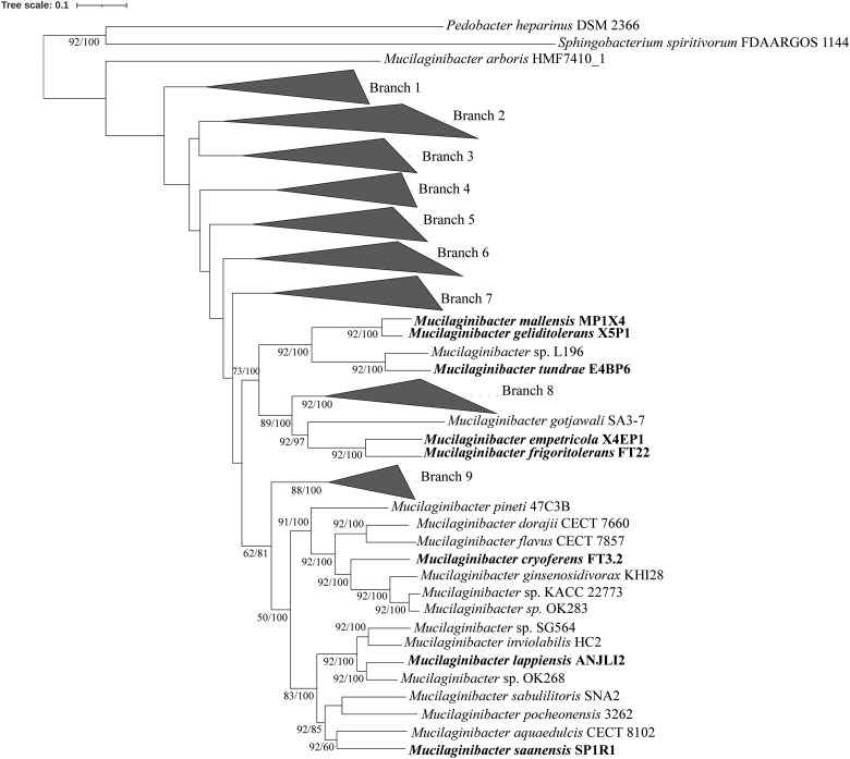 Genome analysis reveals diverse novel psychrotolerant <i>Mucilaginibacter</i> species in Arctic tundra soils.