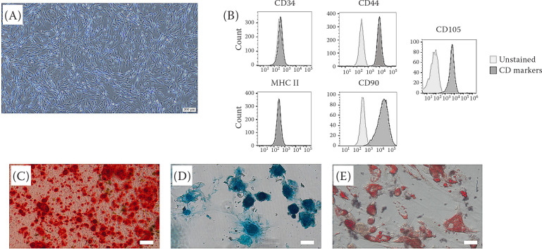 Allogeneic adipose MSCs and autologous PRP for chronic non-healing wound in a cat.