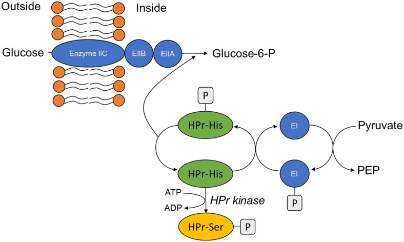 Xylose Metabolism and Transport in <i>Bacillus subtilis</i> and Its Application to D-Ribose Production.