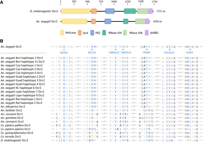The PAZ domain of <i>Aedes aegypti</i> Dicer 2 is critical for accurate and high-fidelity size determination of virus-derived small interfering RNAs.