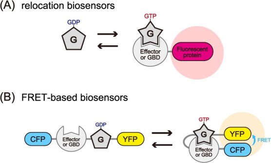 Various methods to detect small GTPase activation: from radioisotope-based methods to the Small GTPase ActIvitY ANalysing (SAIYAN) system.