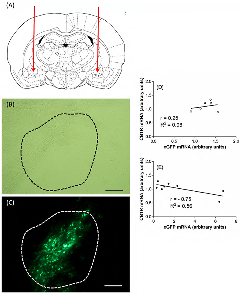 Knockdown of the type 1 cannabinoid receptor in the central amygdala increases both spontaneous and water deprivation-induced sodium intake in rats.