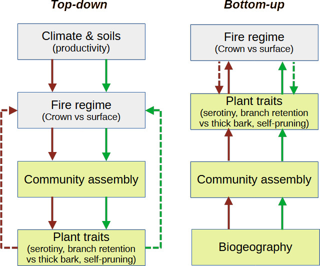Are fire regimes the result of top-down or bottom-up drivers?
