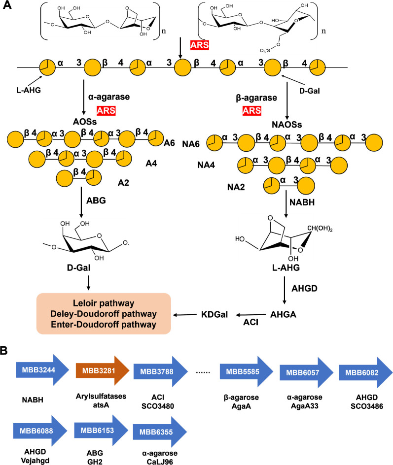 Mining Arylsulfatase from Genome-Scale Metabolic Pathways of Pseudoalteromonas sp. SR43-6 and Its Agar-Based Desulfurization Applications.