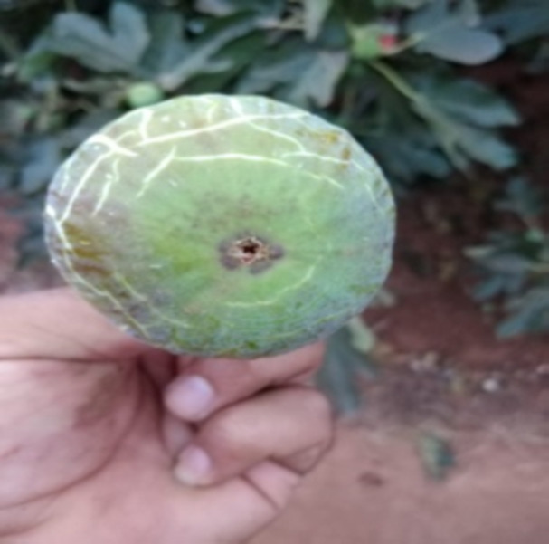Nutritional value antioxidant strength and antimicrobial efficacy of fig pastes from eastern morocco.
