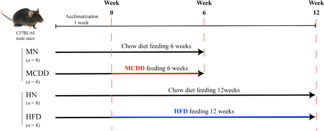 Differences in Fatty Acid Metabolism between MCDD and HFD Induced Metabolic Dysfunction-associated Fatty Liver Disease Model Mice.