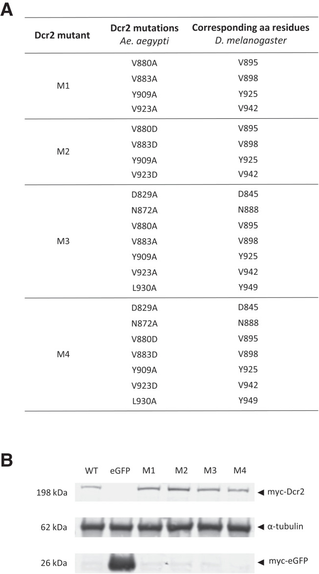 The PAZ domain of <i>Aedes aegypti</i> Dicer 2 is critical for accurate and high-fidelity size determination of virus-derived small interfering RNAs.