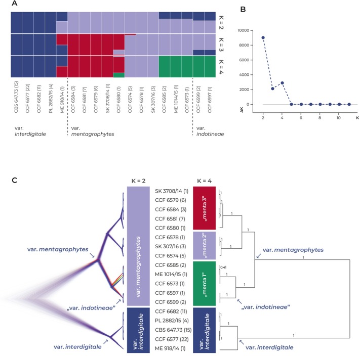 Resolving Phylogenetic Relationships Within the Trichophyton mentagrophytes Complex: A RADseq Genomic Approach Challenges Status of 'Terbinafine-Resistant' Trichophyton indotineae as Distinct Species.