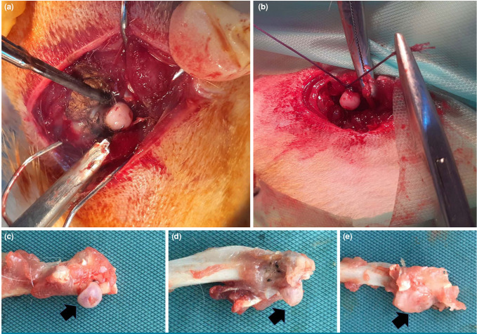 The effects of systemic ozone application and hyperbaric oxygen therapy on avascular necrosis of the femoral head: An experimental study in the vascular deprivation of the rat femoral head model.