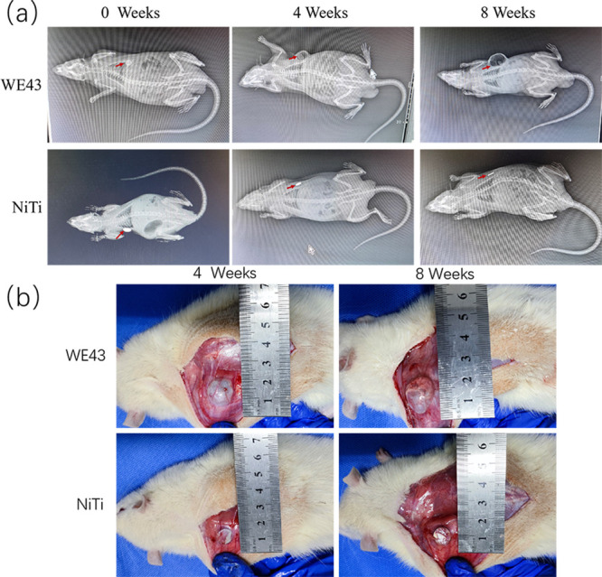 Degradation of WE43 Magnesium Alloy in Vivo and Its Degradation Products on Macrophages.