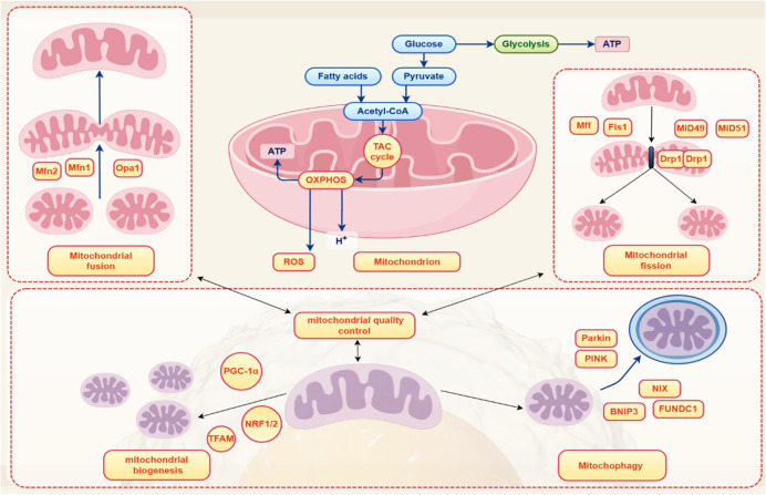 Mitochondrial medicine: "from bench to bedside" 3PM-guided concept.