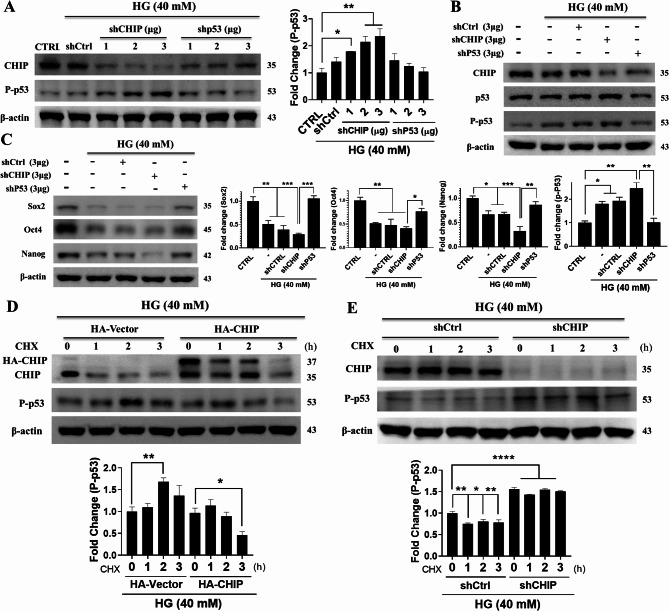 Chaperone-assisted E3 ligase-engineered mesenchymal stem cells target hyperglycemia-induced p53 for ubiquitination and proteasomal degradation ameliorates self-renewal.
