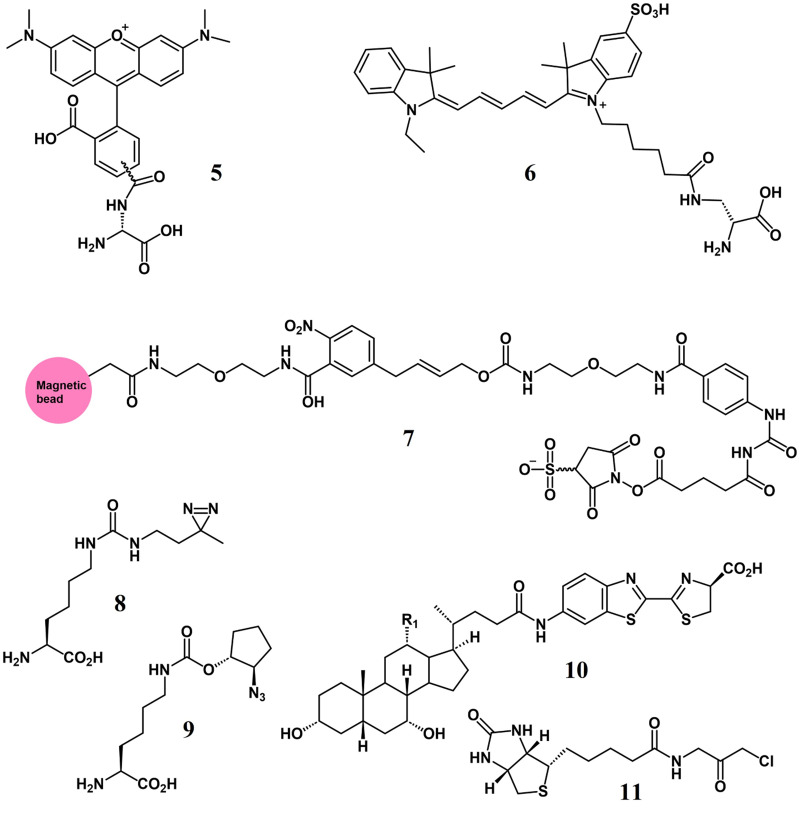 Probing and manipulating the gut microbiome with chemistry and chemical tools.