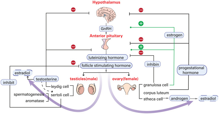 Critical illness and sex hormones: response and impact of the hypothalamic-pituitary-gonadal axis.