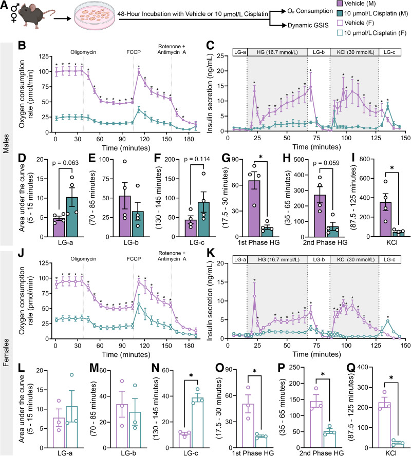 Cisplatin Exposure Dysregulates Insulin Secretion in Male and Female Mice.