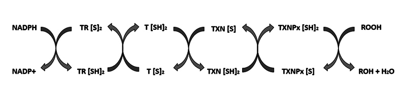 Molecular interaction assays <i>in silico</i> of crotapotin from <i>Crotalus durissus terrificus</i> against the molecular target trypanothione reductase from <i>Leishmania braziliensis</i>.