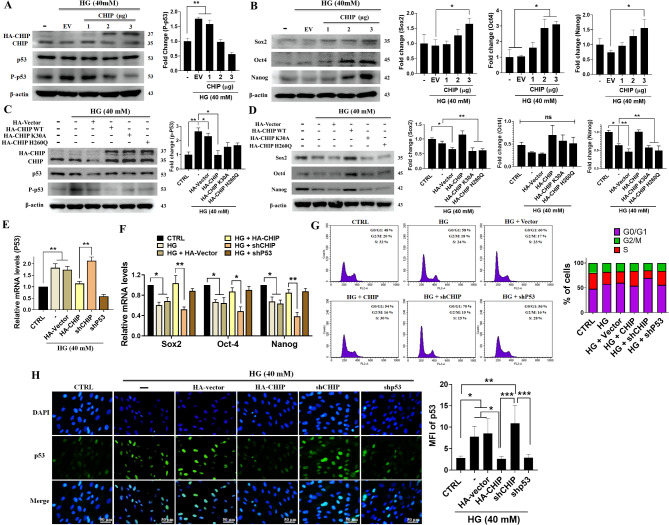 Chaperone-assisted E3 ligase-engineered mesenchymal stem cells target hyperglycemia-induced p53 for ubiquitination and proteasomal degradation ameliorates self-renewal.